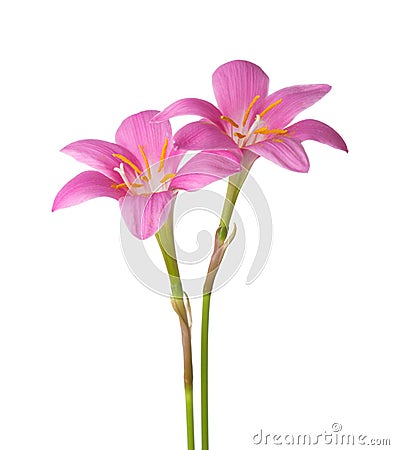 Two pink lilies isolated on a white background. Zephyranthes carinata Stock Photo