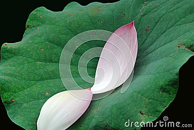 Two pink lotus petals Stock Photo