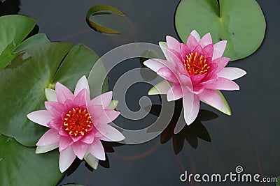 Pink twin lotus in a pond with green leaves underneath Stock Photo