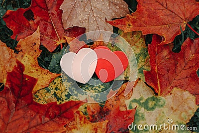 Two pink red small foam hearts lying on ground in autumn fall red yellow orange maple leaves Stock Photo