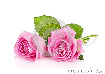 Two pink rose flowers Stock Photo