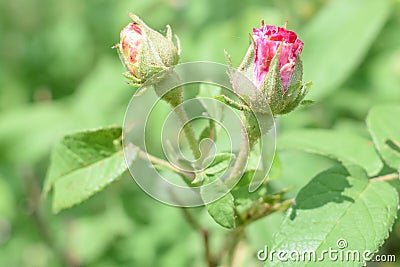 Two Pink Rosebuds Getting Ready to Open Stock Photo