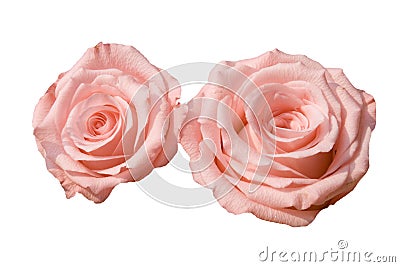 Two pink roses Stock Photo