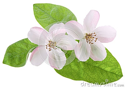 Two pink spring quince or pear tree flower and green fresh leaf isolated on white background with clipping path, close-up Stock Photo