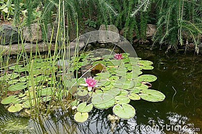 Two pink water lilies Stock Photo