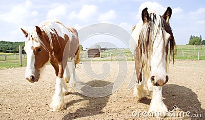 Two Pinto horses walking together Stock Photo