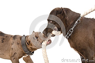 Two pitbull together gnaw rope Stock Photo