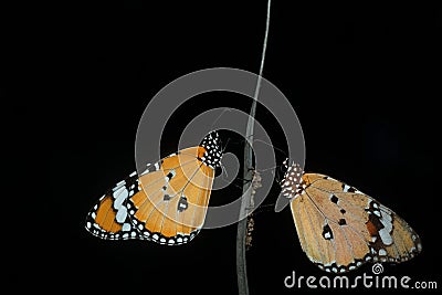 Two Plain Tiger butterflies on branch, closed wing. Danaus chrysippus Stock Photo