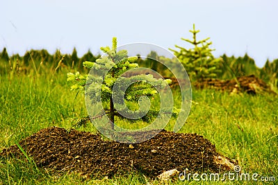 Two planted little fir trees Stock Photo