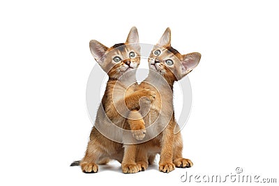 Two Playful Abyssinian Kitty Sitting on Isolated White Background Stock Photo