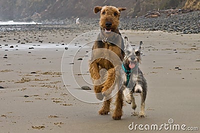 Two playful dogs run on beach Stock Photo