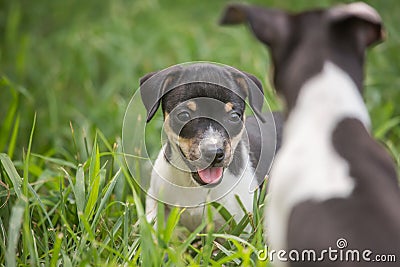 Two playful puppies Stock Photo