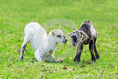 Two playing newborn lambs in green meadow Stock Photo