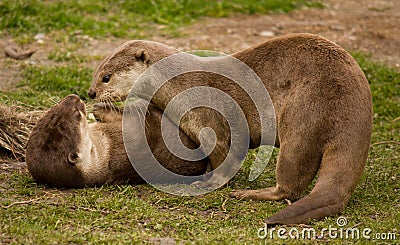 Two playing otters Stock Photo