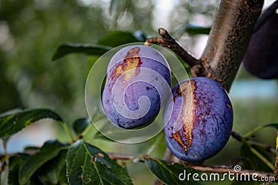 Two plums with damage to the plums on the tree Stock Photo