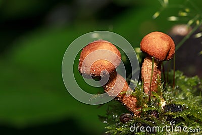 Two poisonous mushrooms on a mossy meadow. Stock Photo