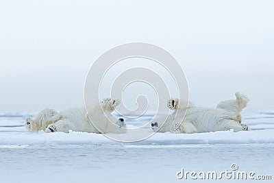 Two Polar bear lying relax on drift ice with snow, white animals in the nature habitat, Canada Stock Photo