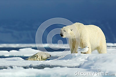Two polar bear, one in the water, second on the ice. Polar bear couple cuddling on drift ice in Arctic Svalbard. Wildlife action Stock Photo
