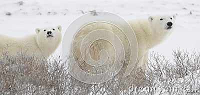 Two polar bears Stock Photo