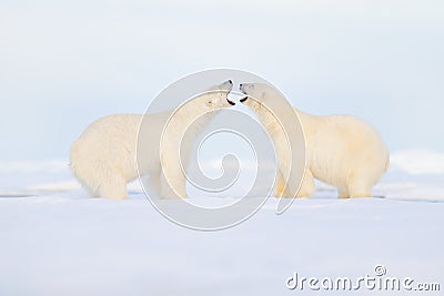 Two polar bears fight on the ice. Animal behaviour in Arctic Svalbard, Norway. Polar bear conflict with open snout in Svalbard. Co Stock Photo