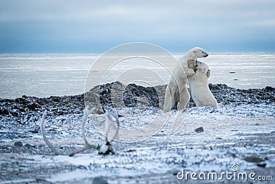 Two polar bears play fighting on shore Stock Photo