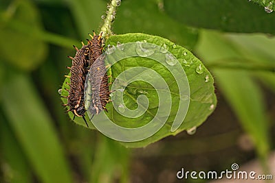 Two polydamas swallowtail caterpillars on a leaf Stock Photo