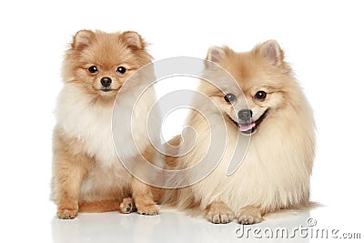 Two Pomeranian Spitz puppy on a white background Stock Photo