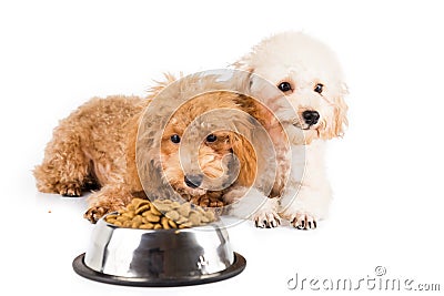 Two poodle puppies next to a bowl full of kibbles Stock Photo