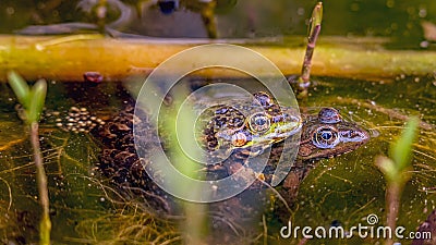 Two pool frogs Pelophylax lessonae are breeding in water. One female frog and one breeding male are muting. Stock Photo
