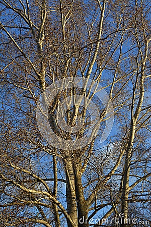 Two poplars lit by the sun grow side by side, their trunks pressed against each other. The buds on the thin twigs are swollen. Stock Photo