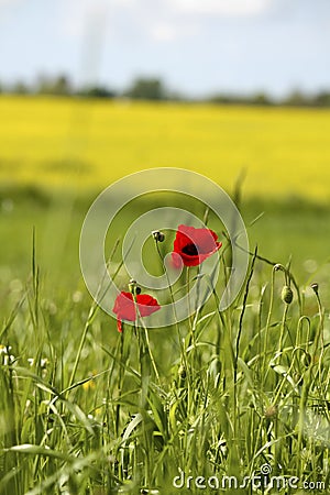 two poppy flower in a colorful field, surrounded by green grass and yellow blossoms Stock Photo