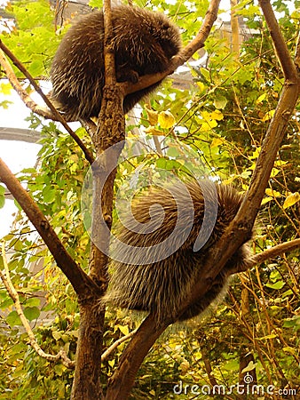 Two porcupine Stock Photo