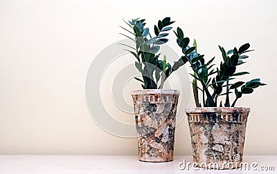 Two pot plants Stock Photo