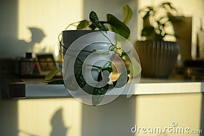 two potted plants on white shelf Stock Photo