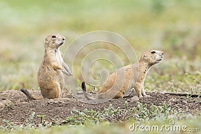 Two prairie dogs on alert Stock Photo