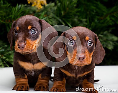 Two pretty puppy dachshund dog happy new year 2018 Stock Photo