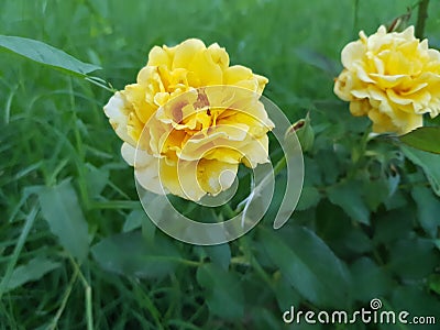 Two pretty zinnia flowers with pretty background Stock Photo