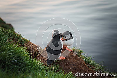 Two Puffins on a Grassy Cliff Edge Overlooking the Ocean in Iceland Stock Photo