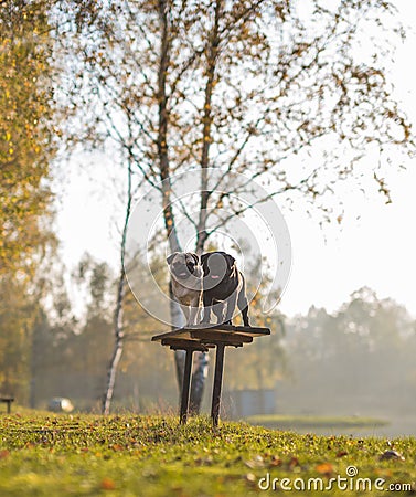 Two pugs, dogs, black and white are standing on a bench with smiling happy faces in a park, on a sunny day Stock Photo