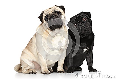 Two pugs on a white background Stock Photo