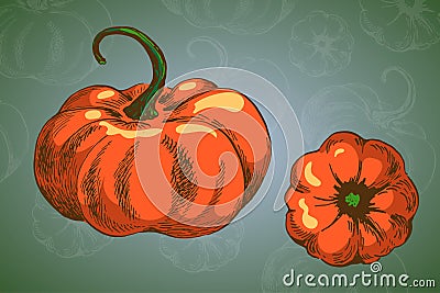 Two pumpkin vector colour picture sketchy Vector Illustration