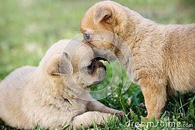 Two puppies Stock Photo