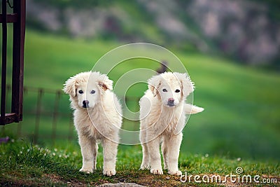 Two puppies of Great Pyrenean Mountain Dog Stock Photo