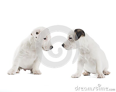 Two puppies Jack Russell Terrier Stock Photo