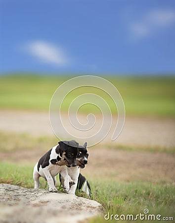 Two puppies and a stick Stock Photo