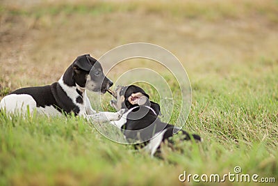 Two puppies and a stick Stock Photo