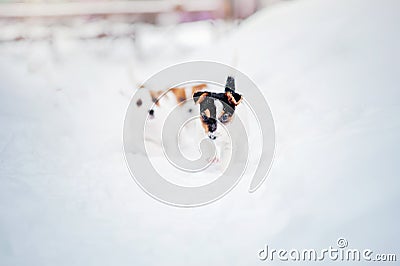 Two puppy Jack russel terrier playing Stock Photo