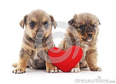 Two puppys with a toy heart Stock Photo