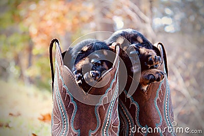 Sleeping puppies Stock Photo