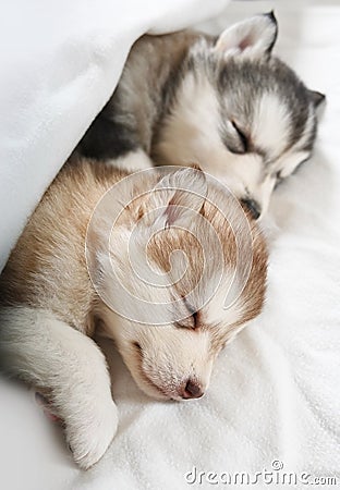 Two purebred Alaskan Malamute puppies are sleeping under a blanket in a room Stock Photo